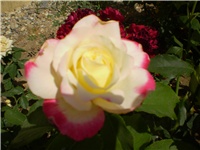 28c587f2-Picture 2695.jpg